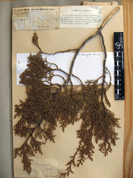 Cupressus benthamii