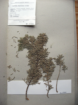 Cupressus dupreziana